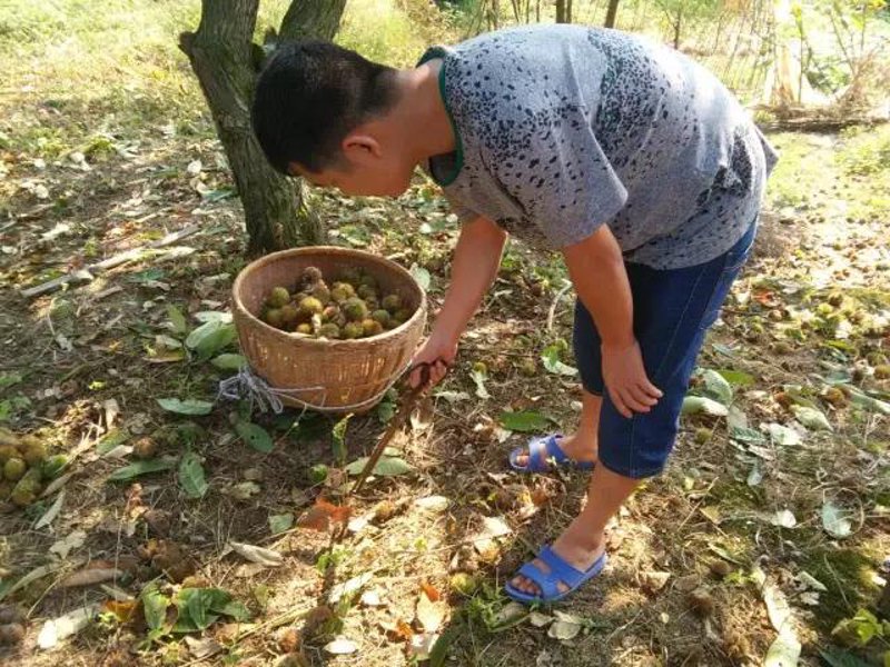 信阳毛尖：在误区中寻找真谛