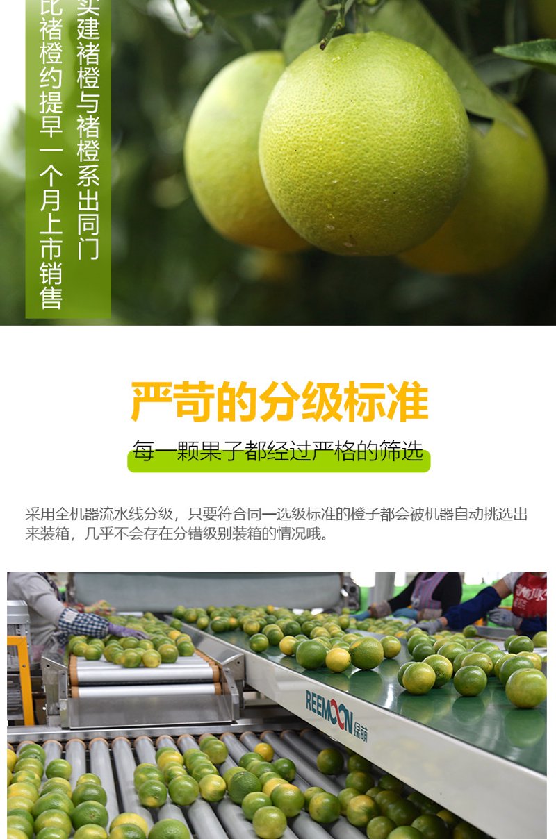 茶叶的繁荣篇章：中国茶叶批发市场发展趋势解读